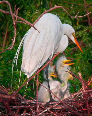 Mama Egret With Chicks