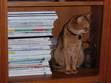 My little Bella sitting in the bookcase