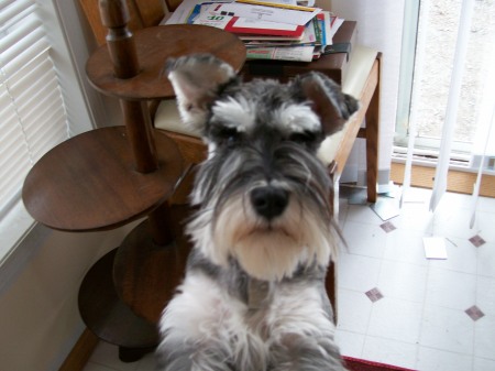 Duke, the mini schnauzer