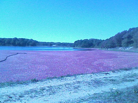 Cranberry Harvest