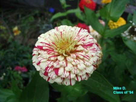 Zinnia