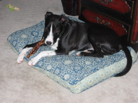 Gipper and his pizzle . . .