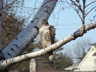 Red Tail