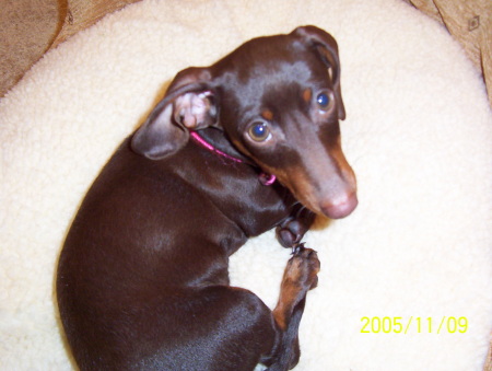 zenah the mighty doxie