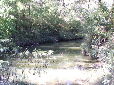 Creek In my back yard.  I just like the way it looks!!