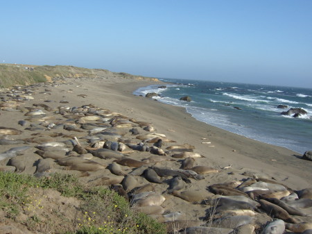 Seals along Pacific Coast