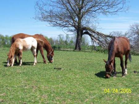 My horses