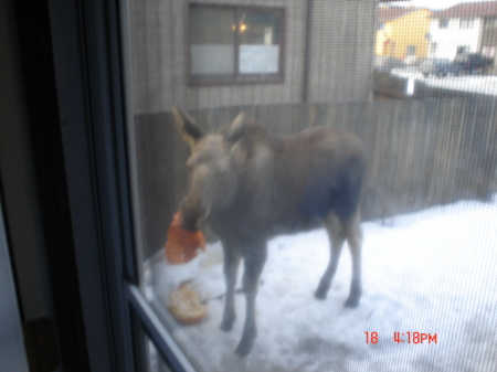 Moose at mydoor