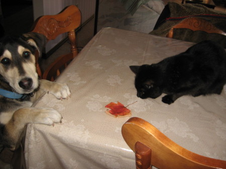 george and mr bo jangles, oct. 2008