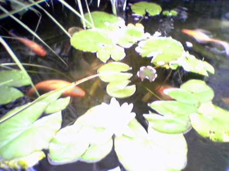 My Kio Pond