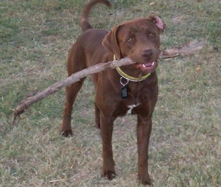 and he loved sticks