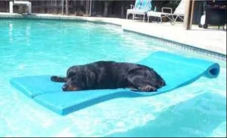 my lovable rottweiller, relaxing in my swimming pool.