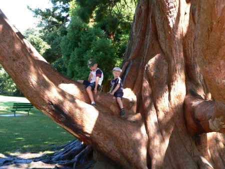 Boys in Big Tree