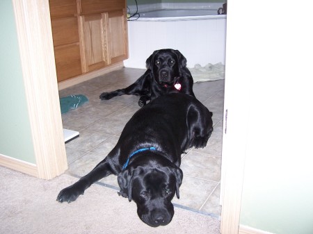 my 2 Black Labs Rizzo and Sonny