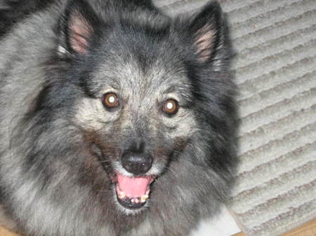 Our Keeshond, Jake