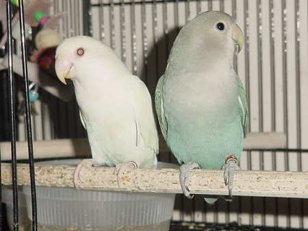 Baby handfed lovebirds