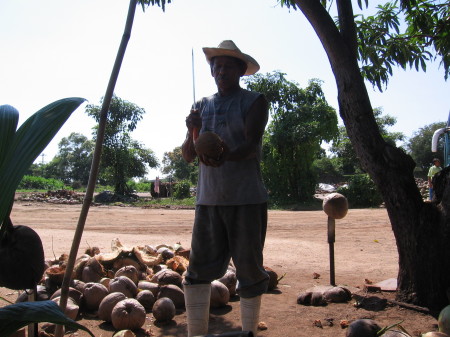 Coconut Plantation in Zihuatanejo