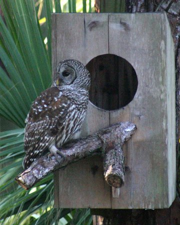 Barred Owl Box