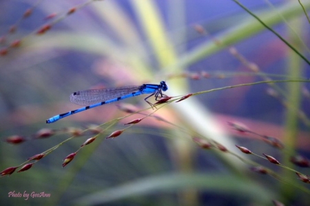 dragon fly on budding grass - ric's sister