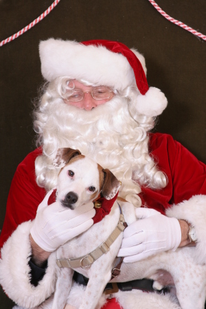 Santa Paws