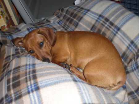 Sugar, our 6 month old minature dachund puppy