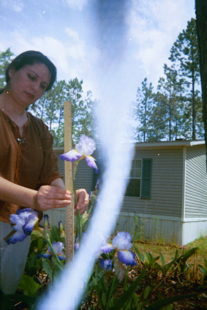 ME MEASURING TALL-BEARDED IRIS