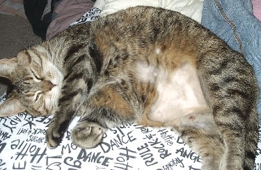 Fat Cat Emily