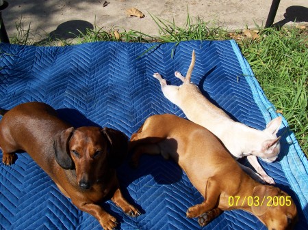 Samson(Chihuahua- 13 yrs old Christmas 2006), Crissie(7 yr old) & Boomer