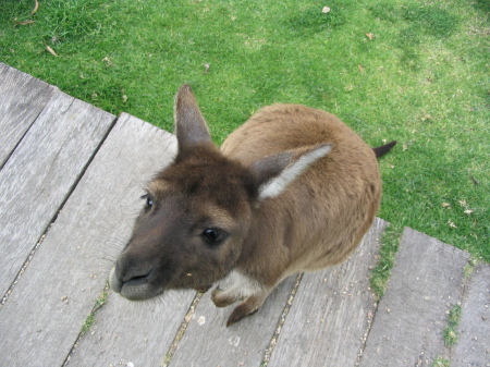 Kangaroo-Australia 2003