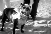 ginger on our wedding day