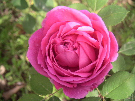 Doha rose