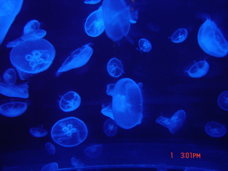 Jellyfish Adventures...Amateur Photography