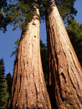 sequoias