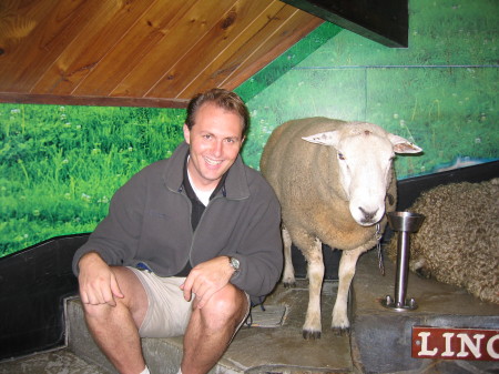 Shep farm in NZ