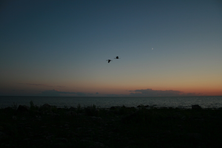 Sandhill cranes at twilight