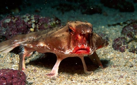 batfish