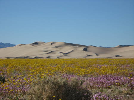 Dumont Dunes - Easter