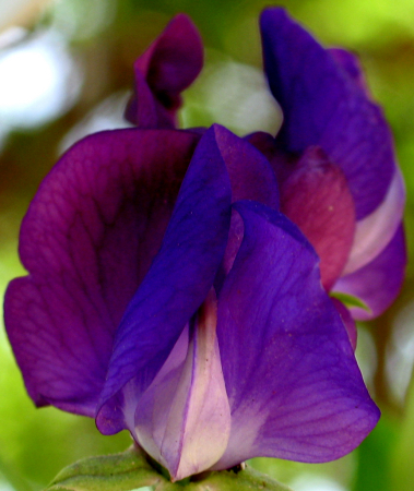 Heirloom Sweetpea (Captain of the Blues)