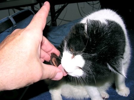 Sylvester "Bad Old Puddy-Tat" loves Oreo Cookies: