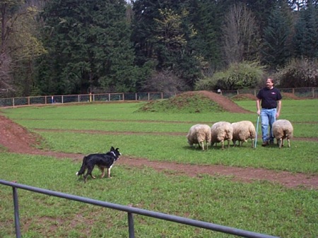 Herding practice