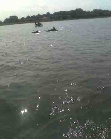 DOLPHINS ON THE ICW