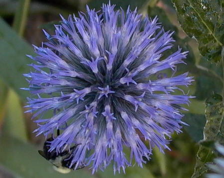 Thistle