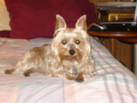 My Silky Terrier Annie