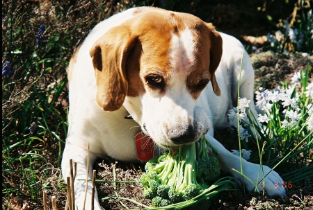 Augie my Beagle age 8