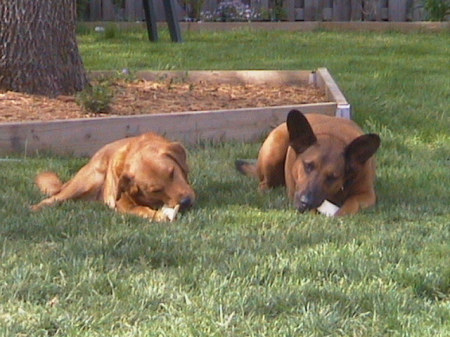 My dogs Daisy and Sadie