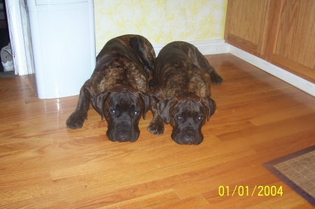 gotta love the bullmastiffs