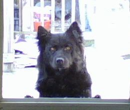 My dog...Bear