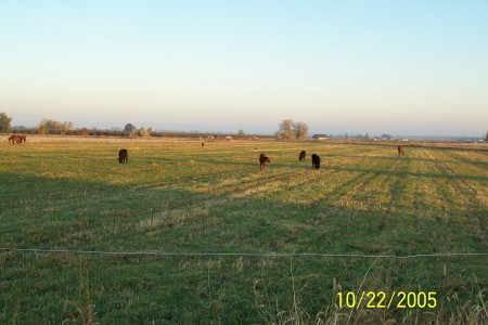 Horses and Cattle on the Ranch