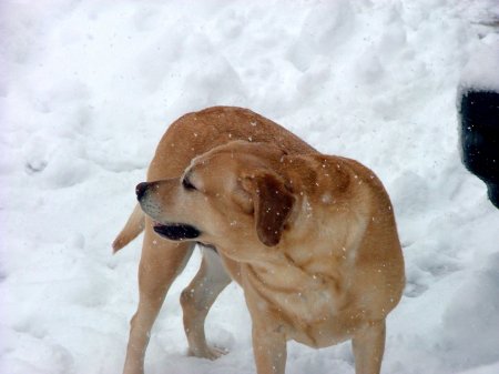 The great blizzard of 2006