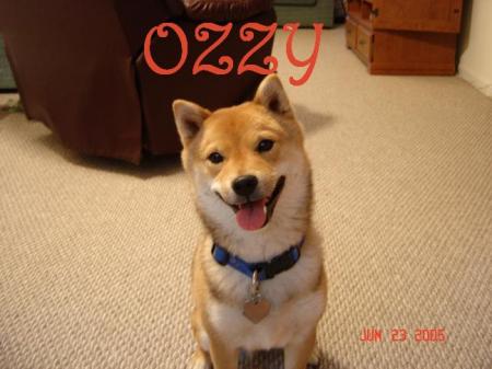 My Furbaby  "OzzyB"